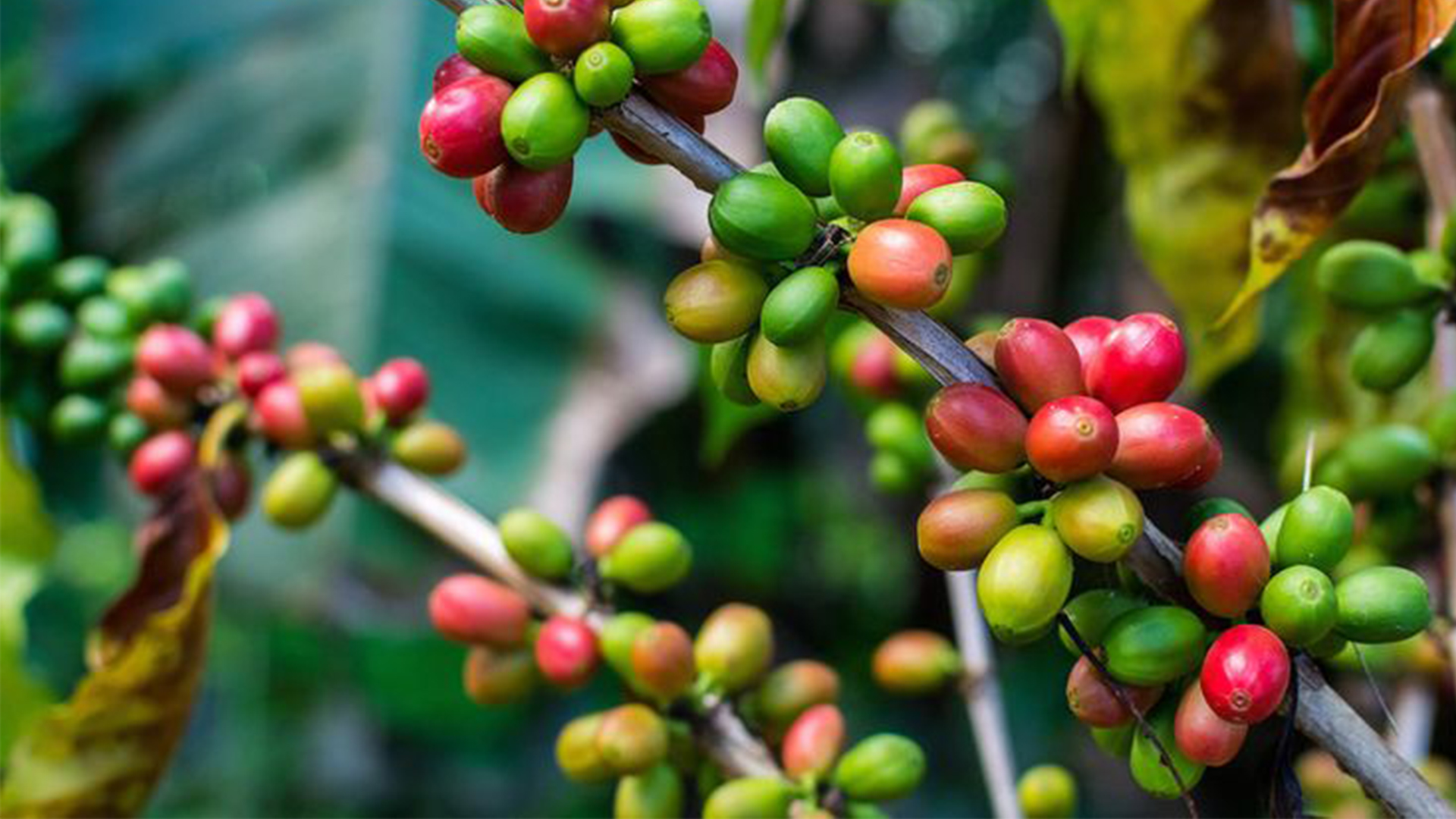 Ethiopian Coffee Journey