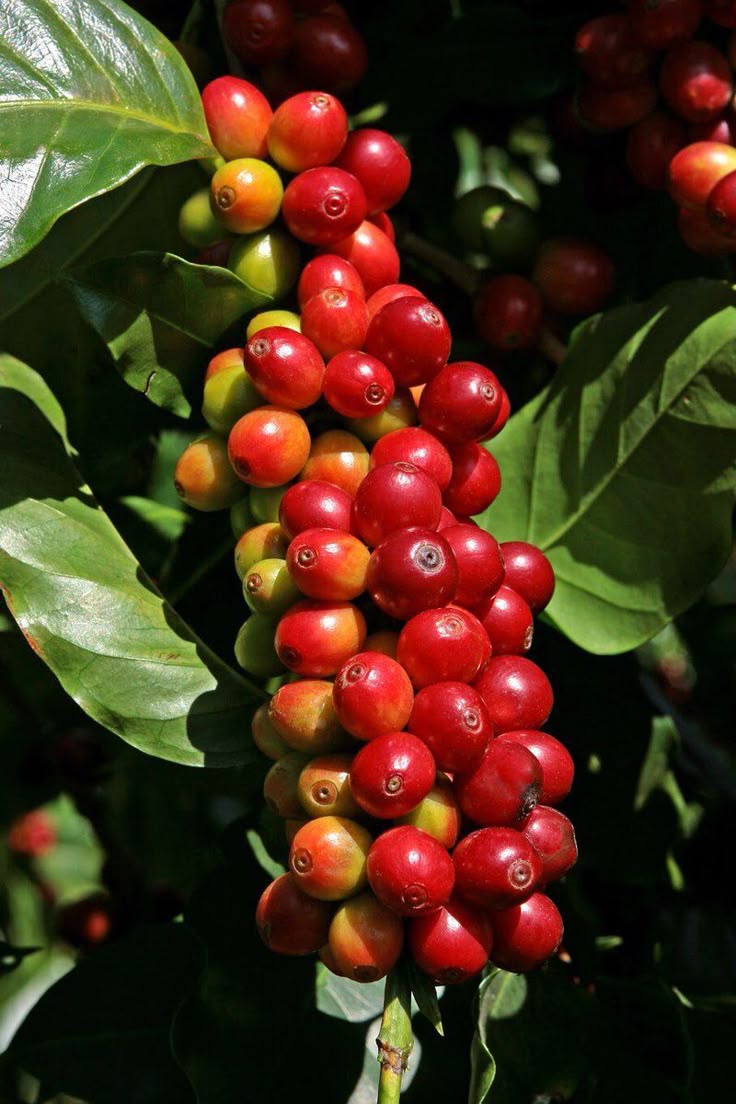 Sidamo Coffee